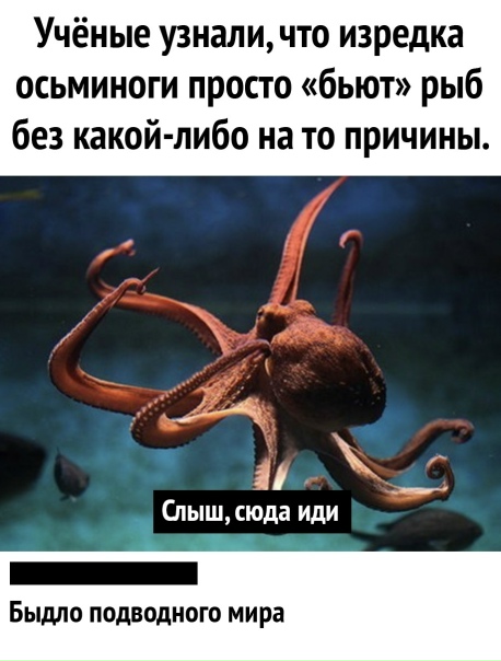 Настоящие гопники