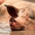 Hysterical Pig