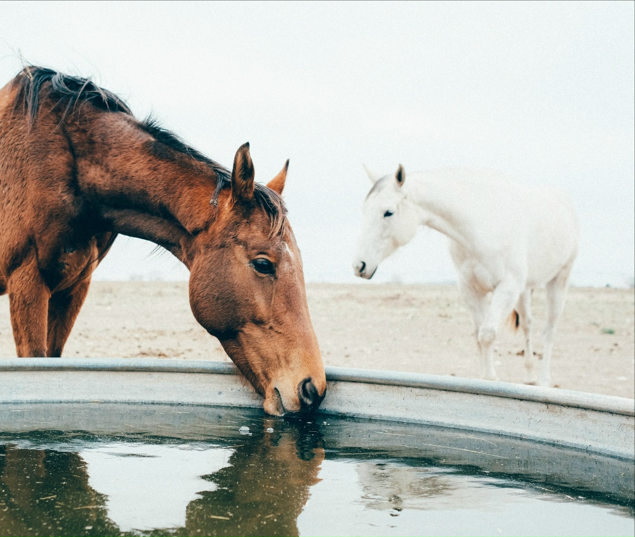 Pin on animals : livestock : pets