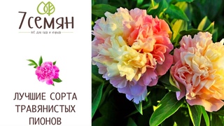 ТРАВЯНИСТЫЕ ПИОНЫ: САМЫЕ ИНТЕРЕСНЫЕ СОРТА!