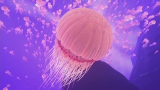 The BLU VR - трейлер
