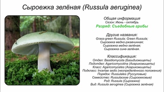 Сыроежка зелёная (Russula aeruginea)