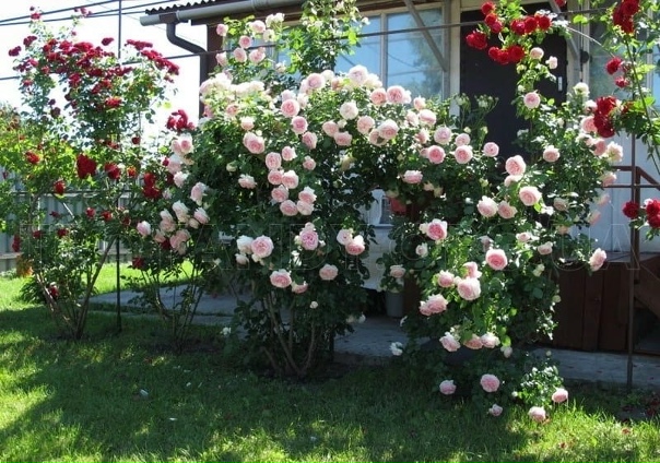 Роза пьер ронсар фото и описание Роза пьер ронсар фото и описание