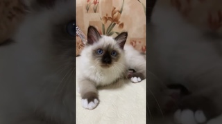 Бирманский котенок (3 месяца). Питомник Маритана кэт #священнаябирма сайт