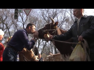 Ляшко: Україна починаться з корови